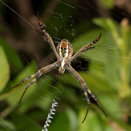 St Andrew's Cross Spider (Argiope aetherea)